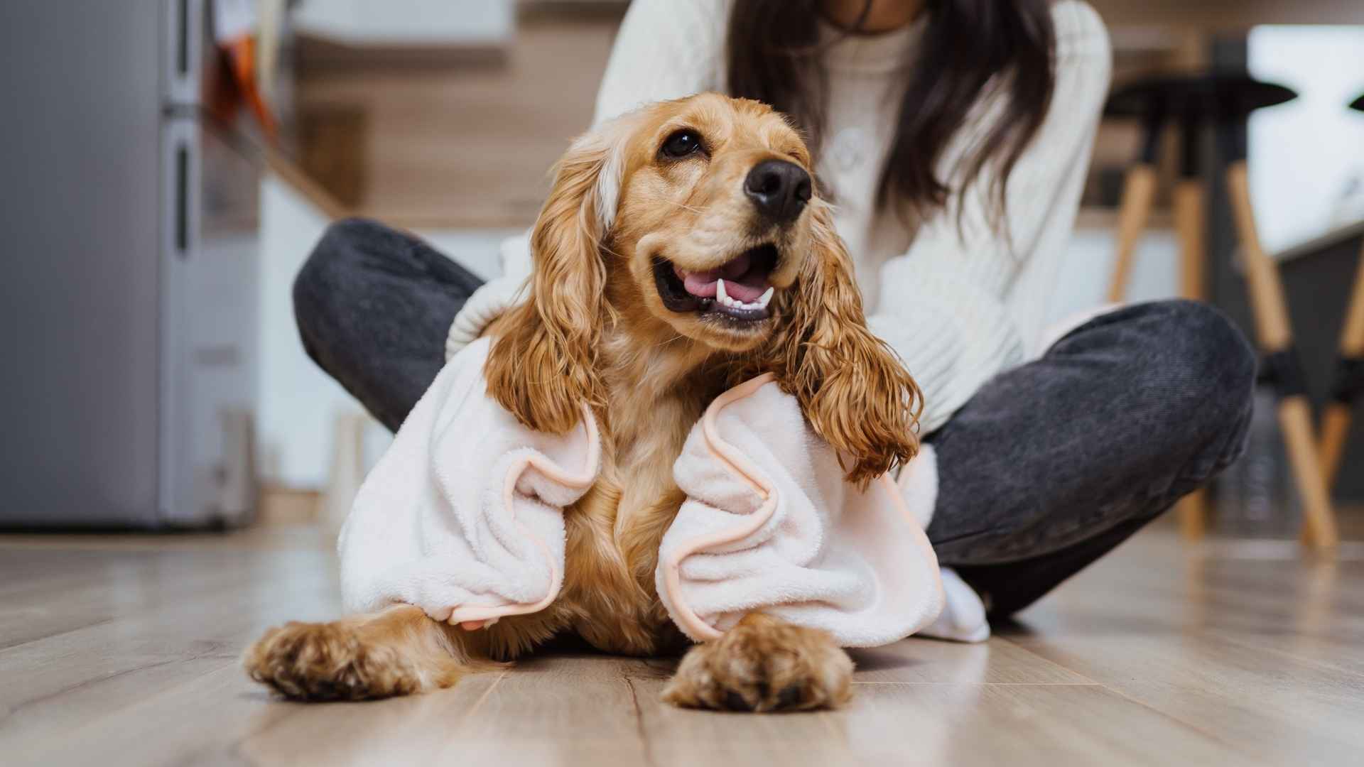 9 Happiest Loyal Companion Dog Breeds
