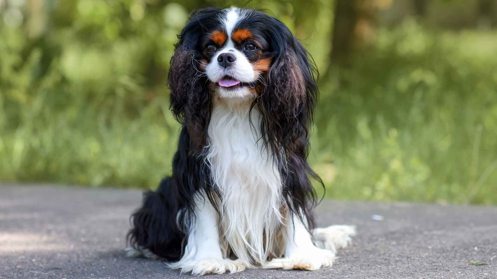 9 Happy Dog Breeds That Are Basically Walking Sunshines