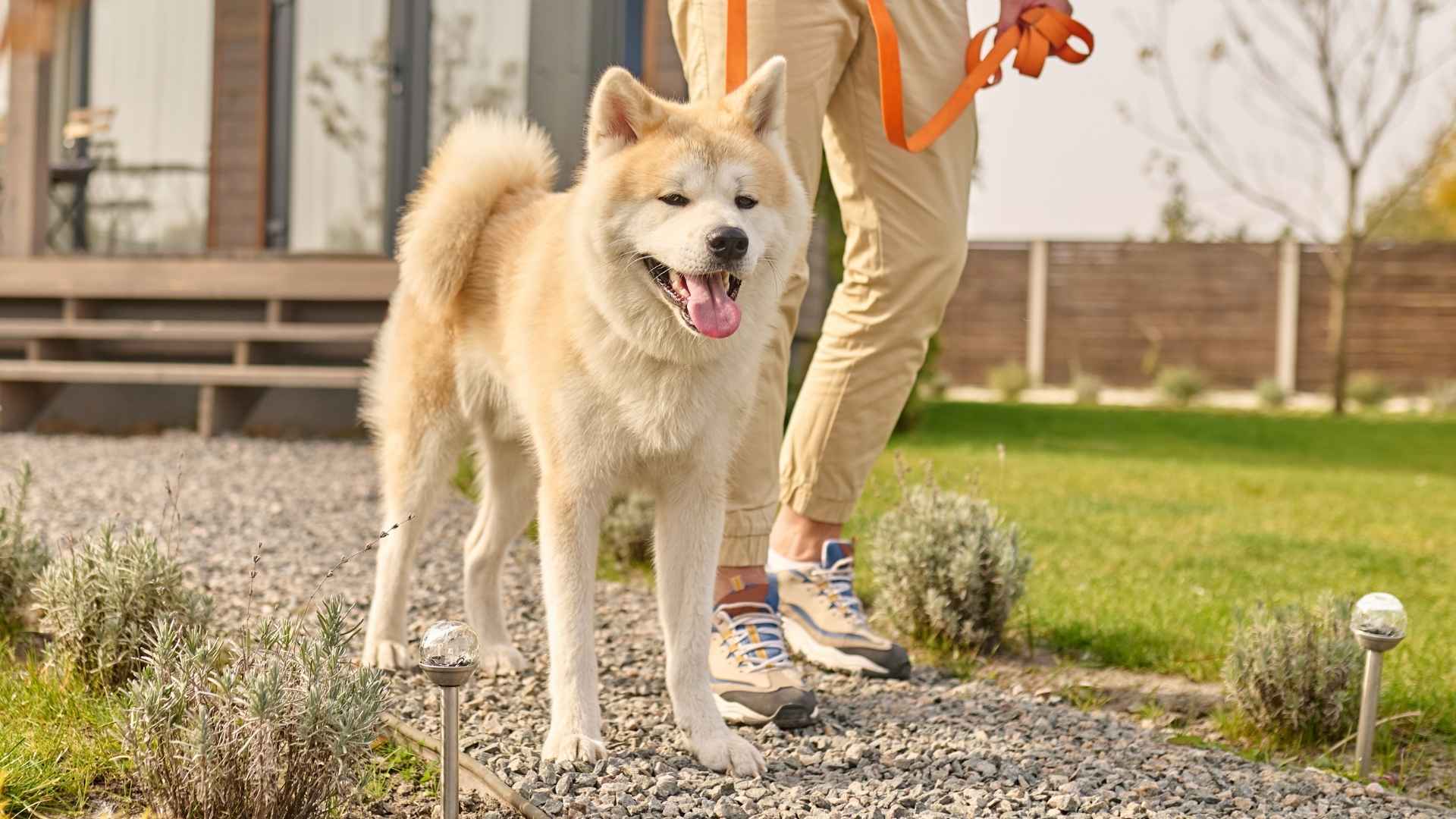 9 Healthiest Guard Dog Breeds for Your Safety