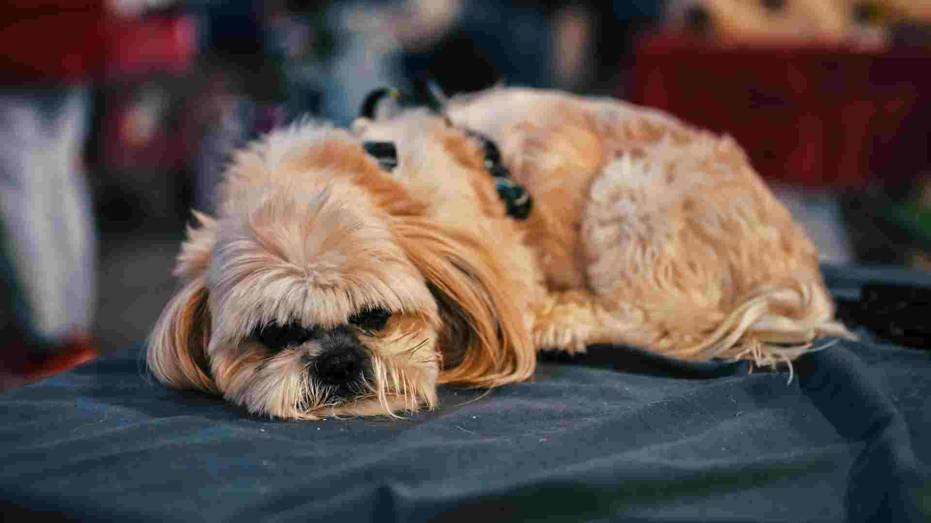 9 Lazy Dog Breeds Content to Nap All Day Long
