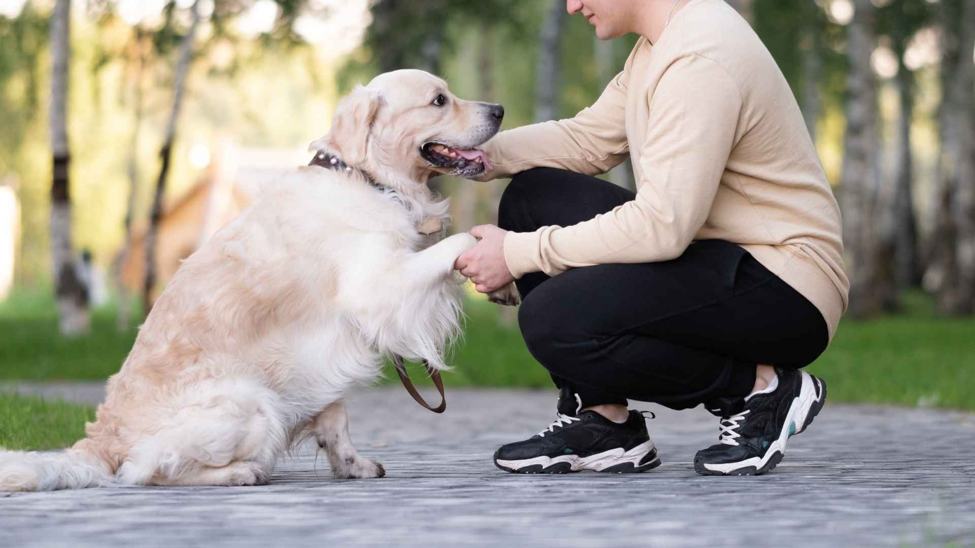 9 Loyal Dog Breeds People Can’t Stop Talking About