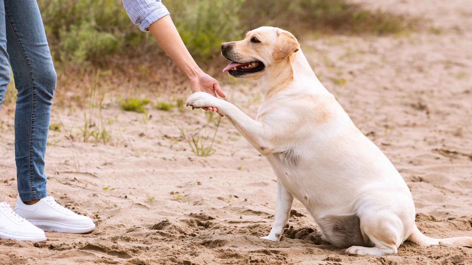 9 Loyal Dog Breeds Perfectly Matching Your Personality