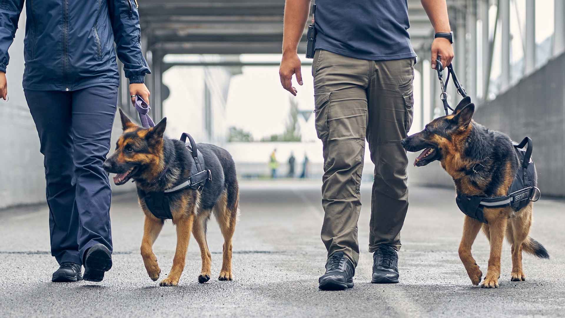 9 Loyal Dog Breeds Preferred By Police And Firefighters