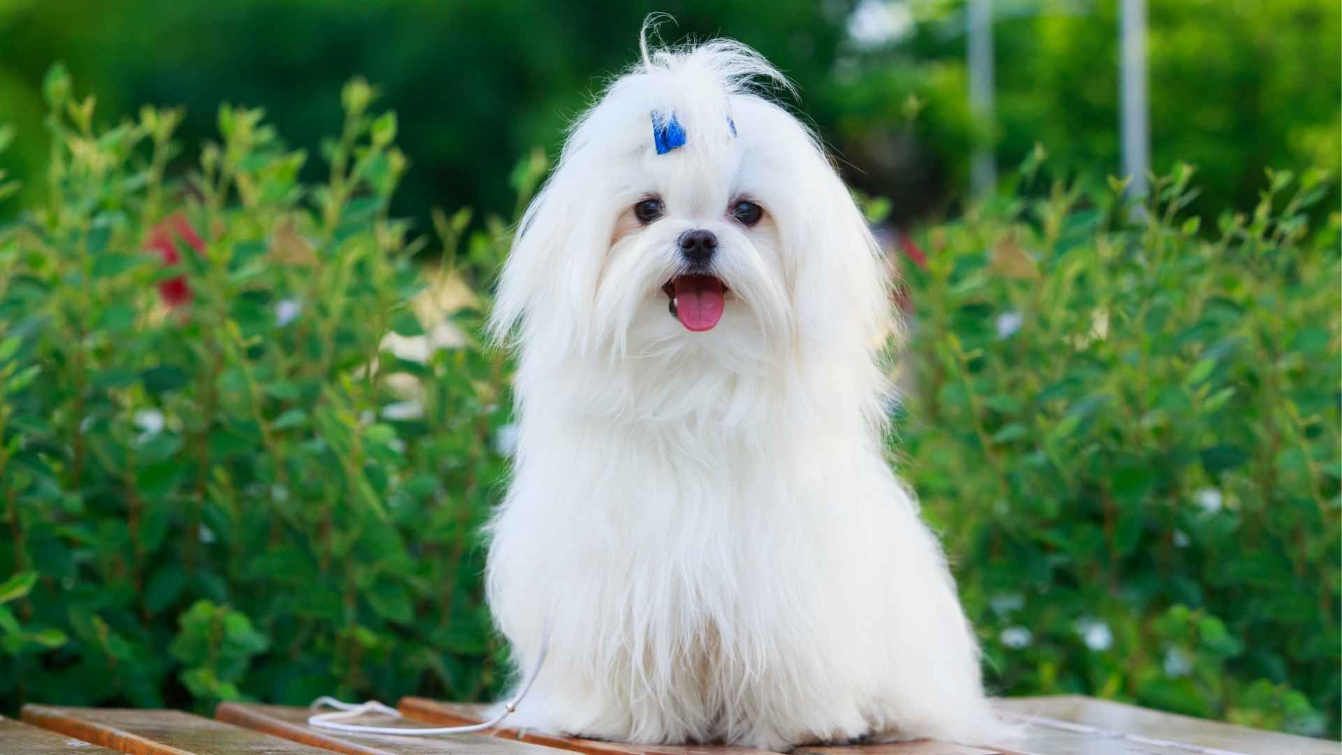 9 Magical Teacup Dog Breeds Known for Their Charisma