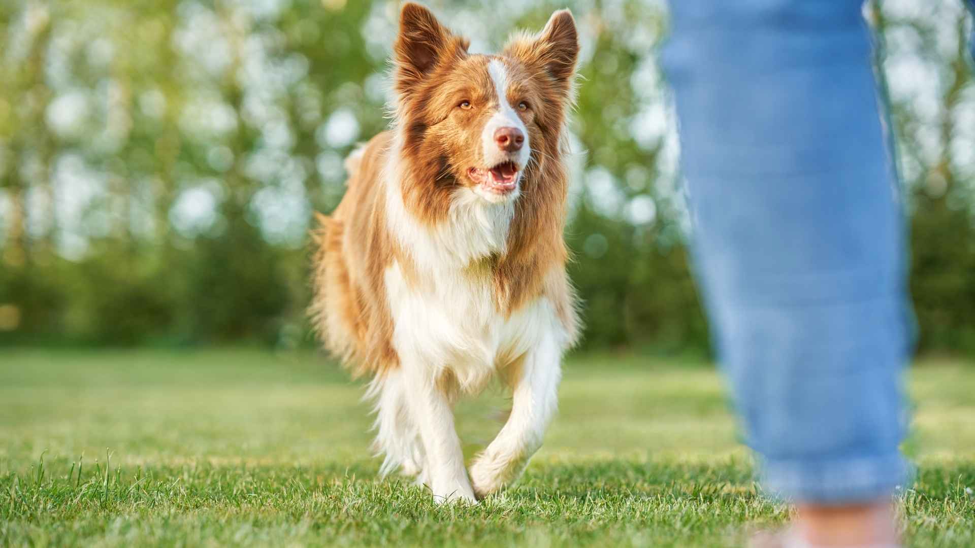 9 Most Clever Dog Breeds Achieving Greatness