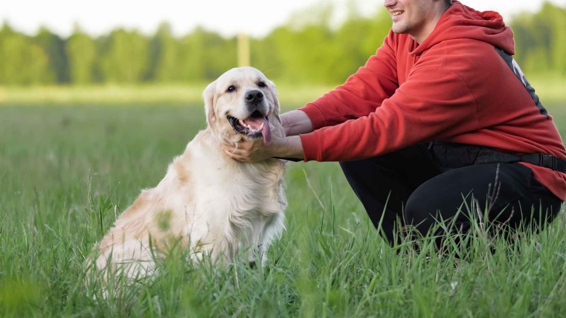 9 Most Clever Dog Breeds Breaking Records