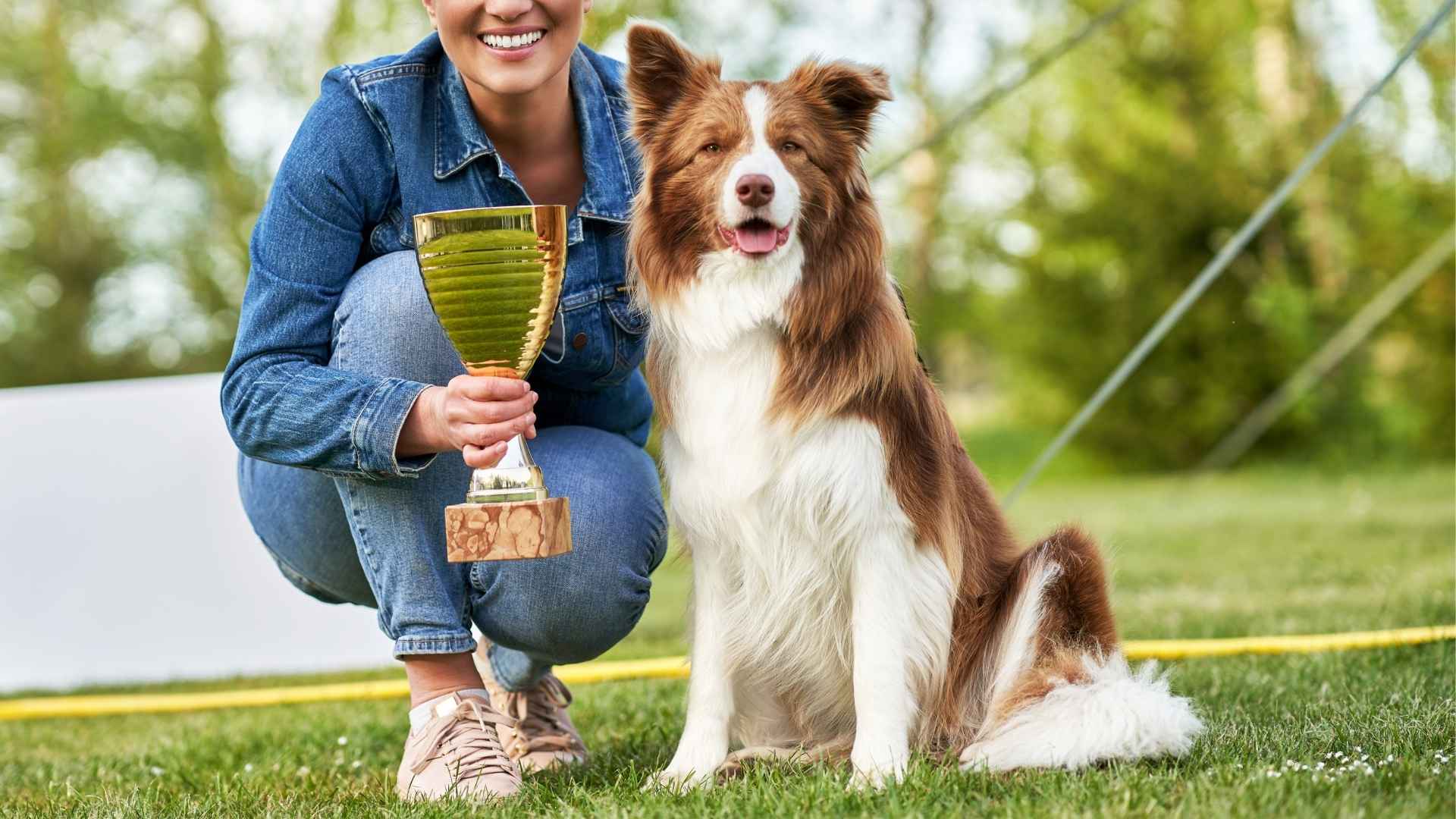 9 Most Clever Dog Breeds Winning Awards and Hearts Everywhere