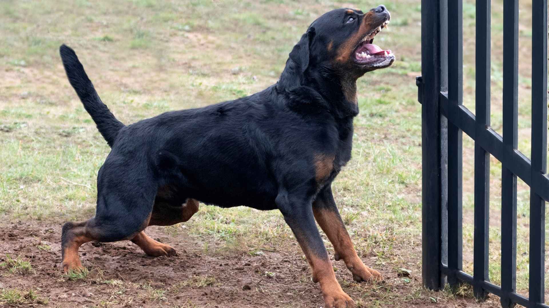 9 Most Controversial Dog Breeds To Avoid