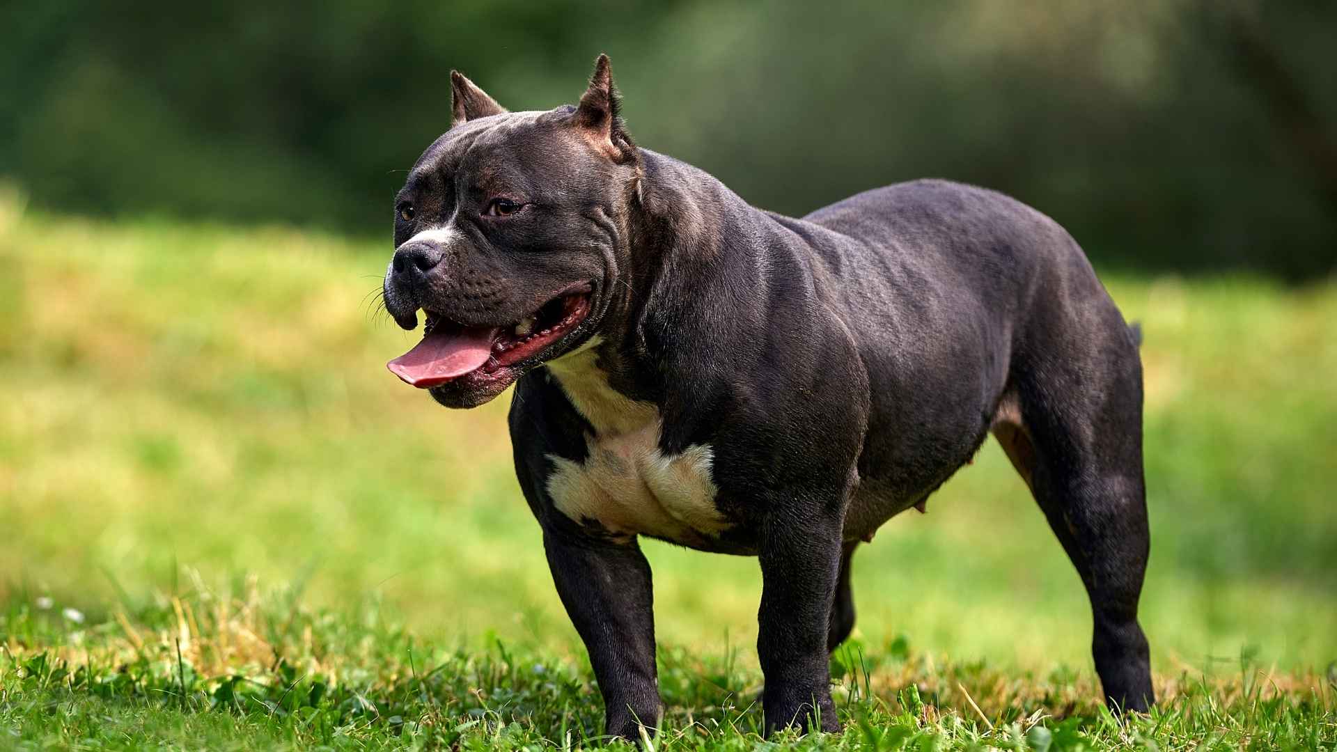 9 Most Dominant Muscular Dog Breeds Of All Time