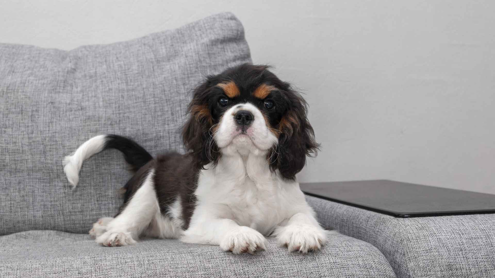 9 Most Easygoing Dog Breeds Suited For Couch Living