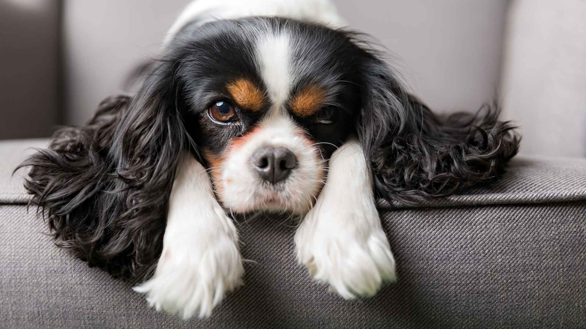9 Most Emotional Dog Breeds Who Understand Vulnerability