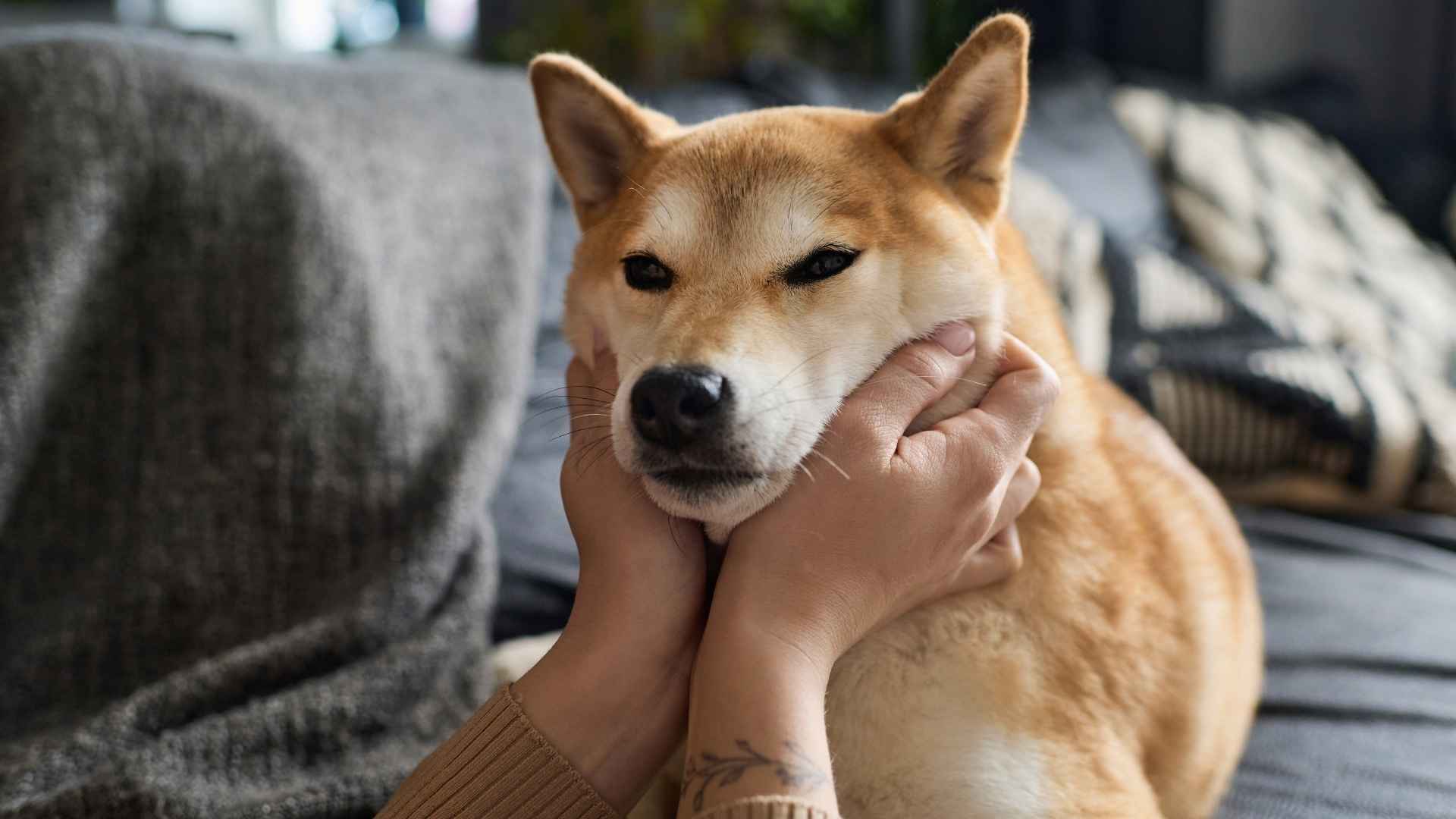 9 Most Emotional Dog Breeds You'll Ever Meet