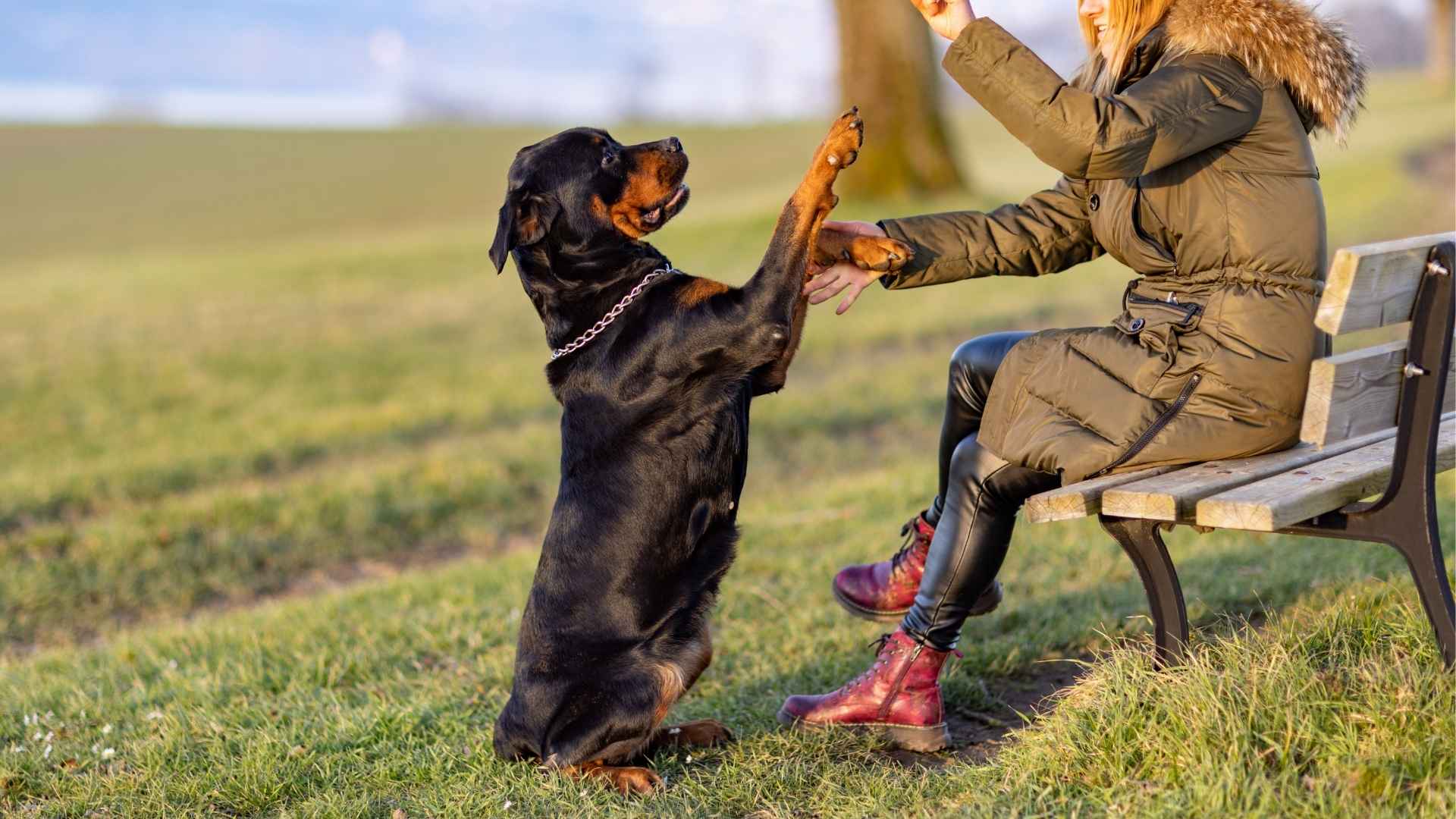 9 Most Enthralling Dog Breeds With High I.Q.S