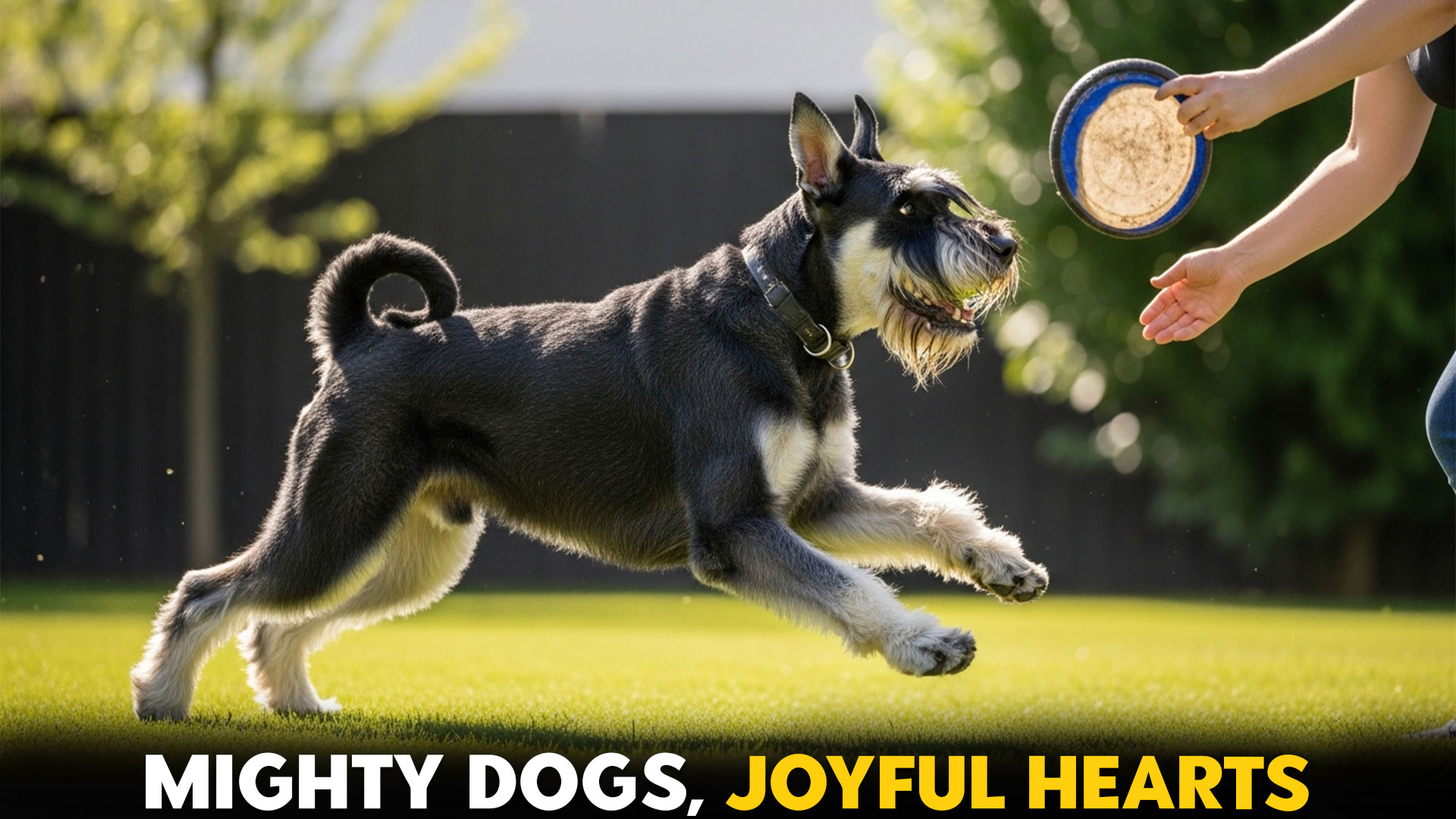 9-Most-Popular-Giant-Dog-Breeds-Ideal-For-Playtime-and-Endless-Fun