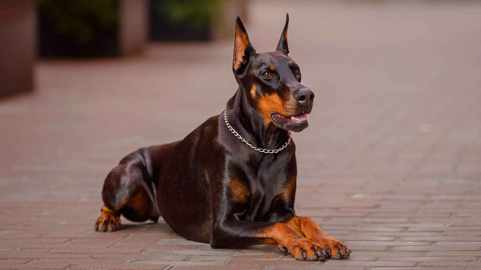 9 Most Popular Guard Dog Breeds Today