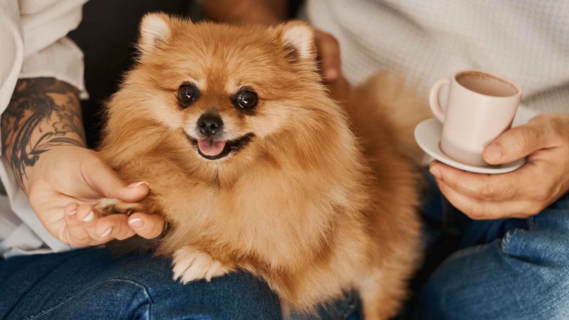 9 Most Reliable Small Dog Breeds for Staying Close by Always
