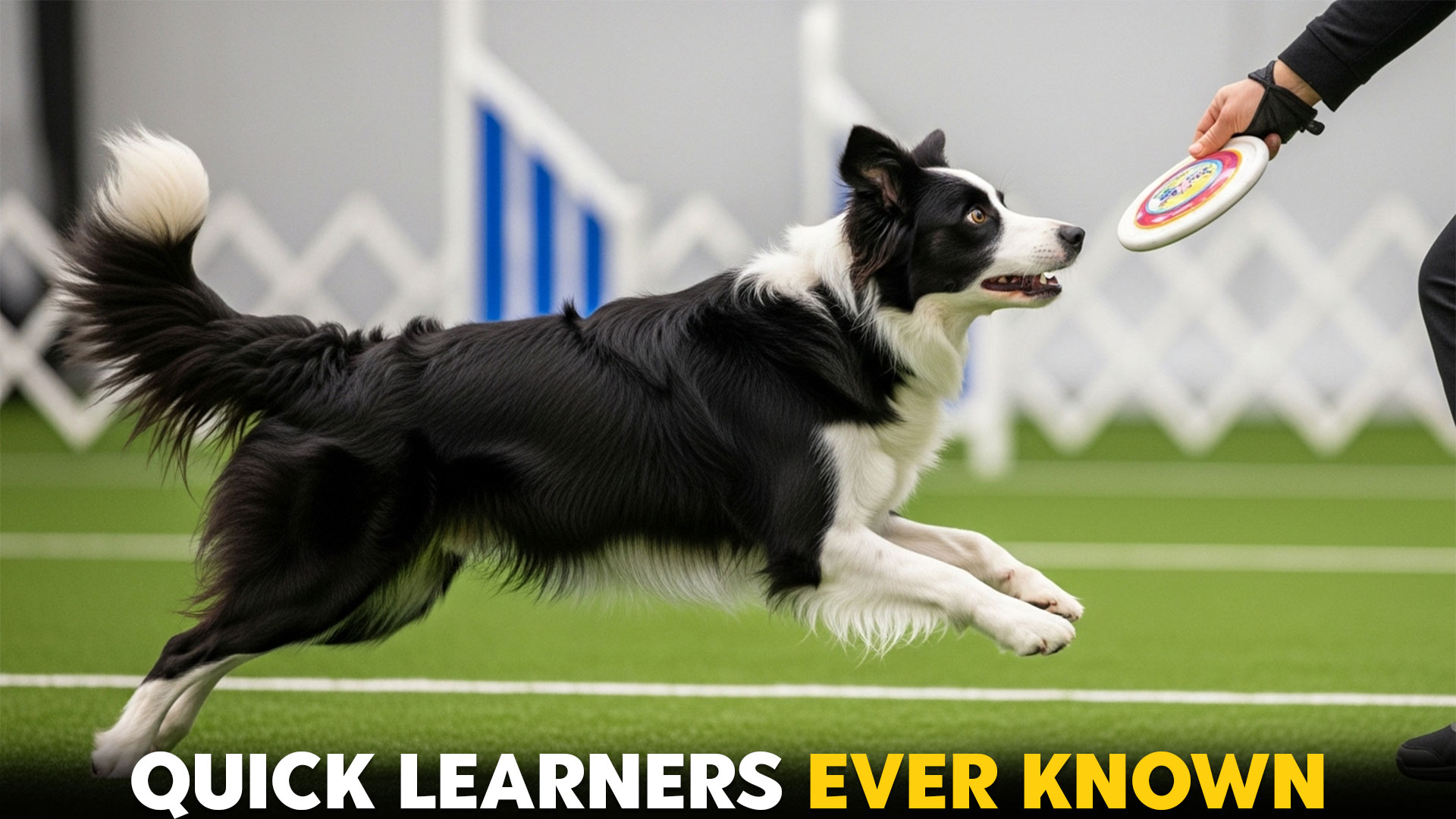9-Most-Smart-Dog-Breeds-Ever-Known