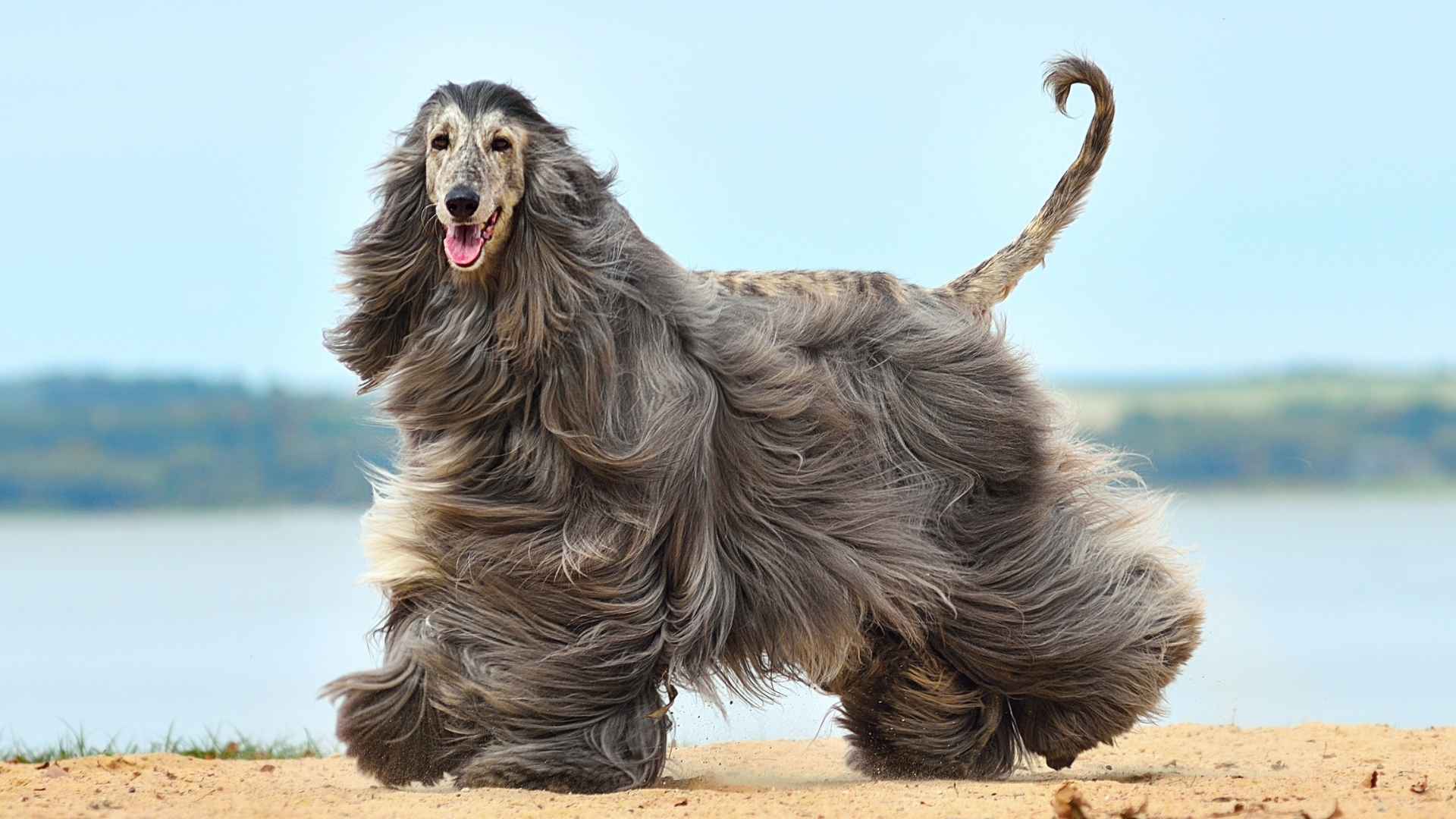 9 Most Uncommon Expensive Dog Breeds Owned By Ultra-rich