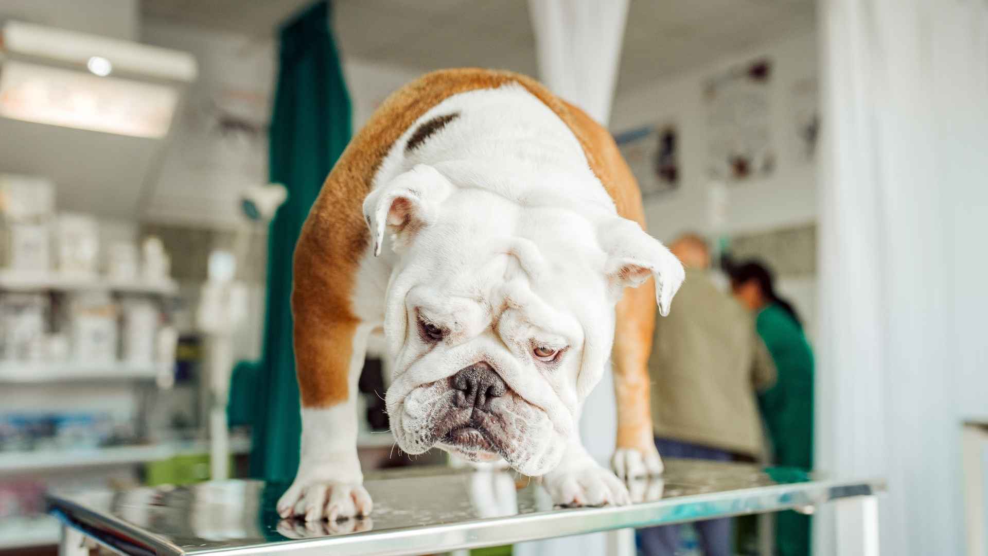 9 Most Unhealthy Dog Breeds with Rheumatoid Arthritis