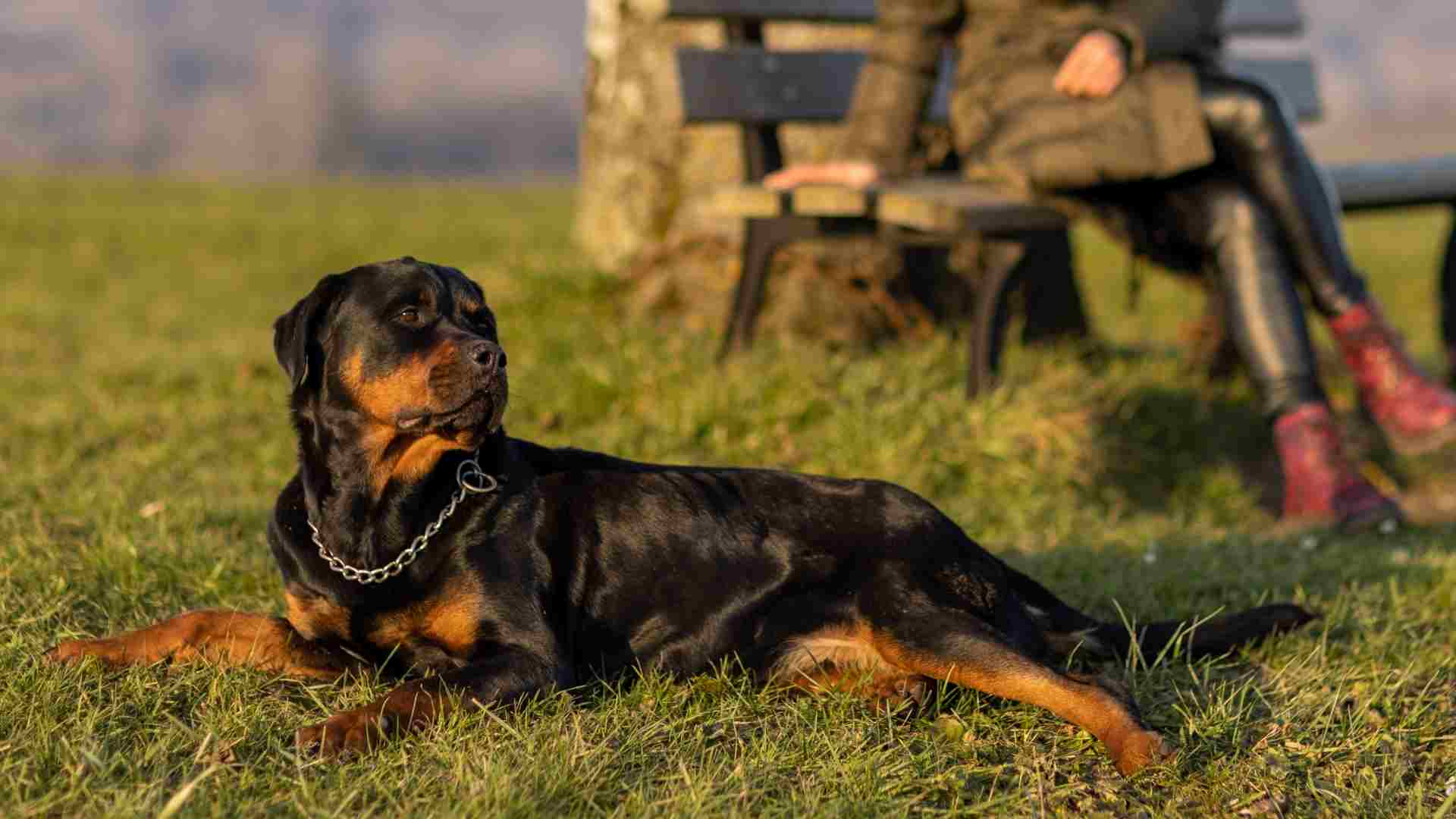 9 Protection Dog Breeds for Female Privacy