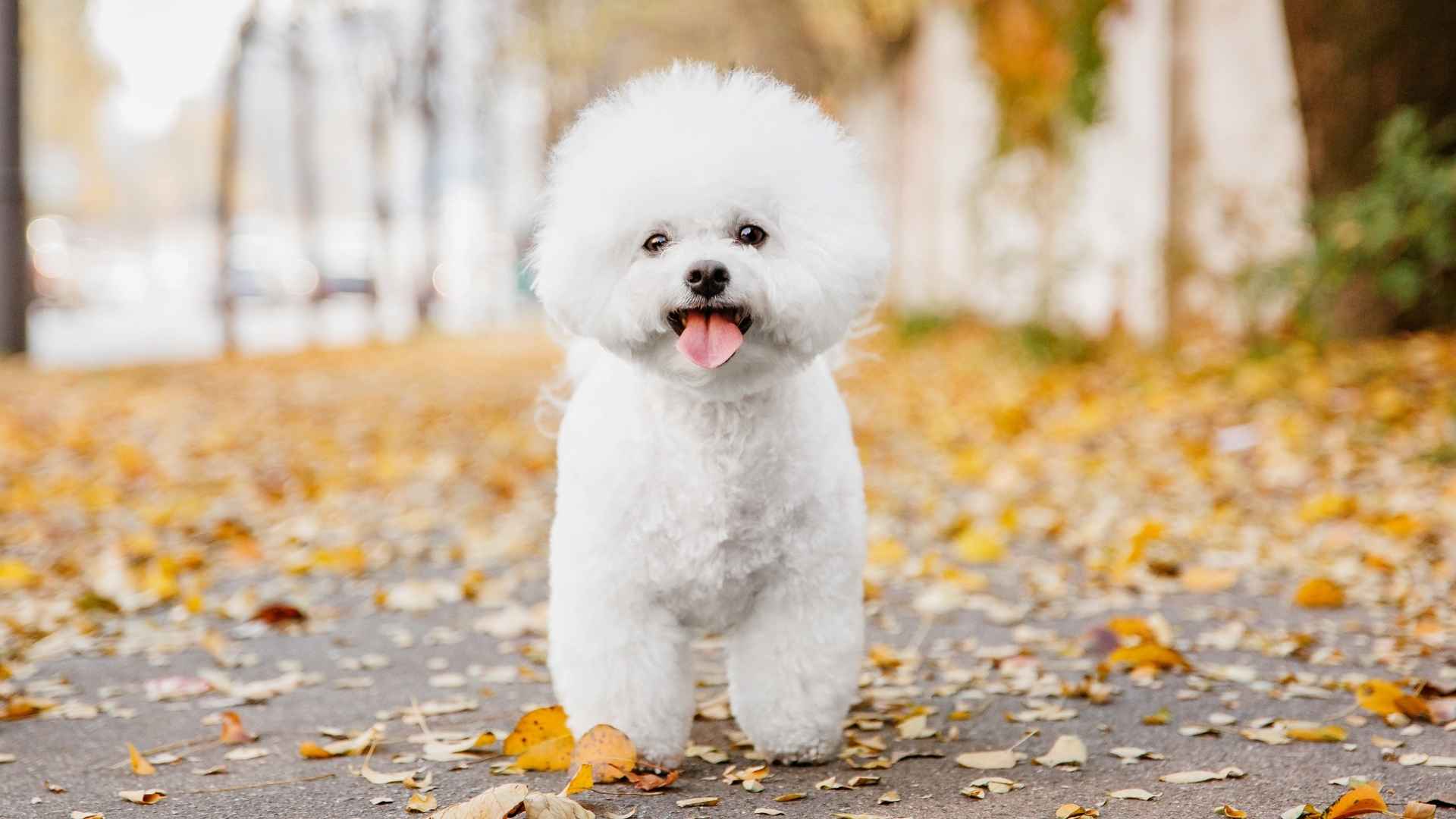 9 Small Dog Breeds That Never Lose Their Sparkle