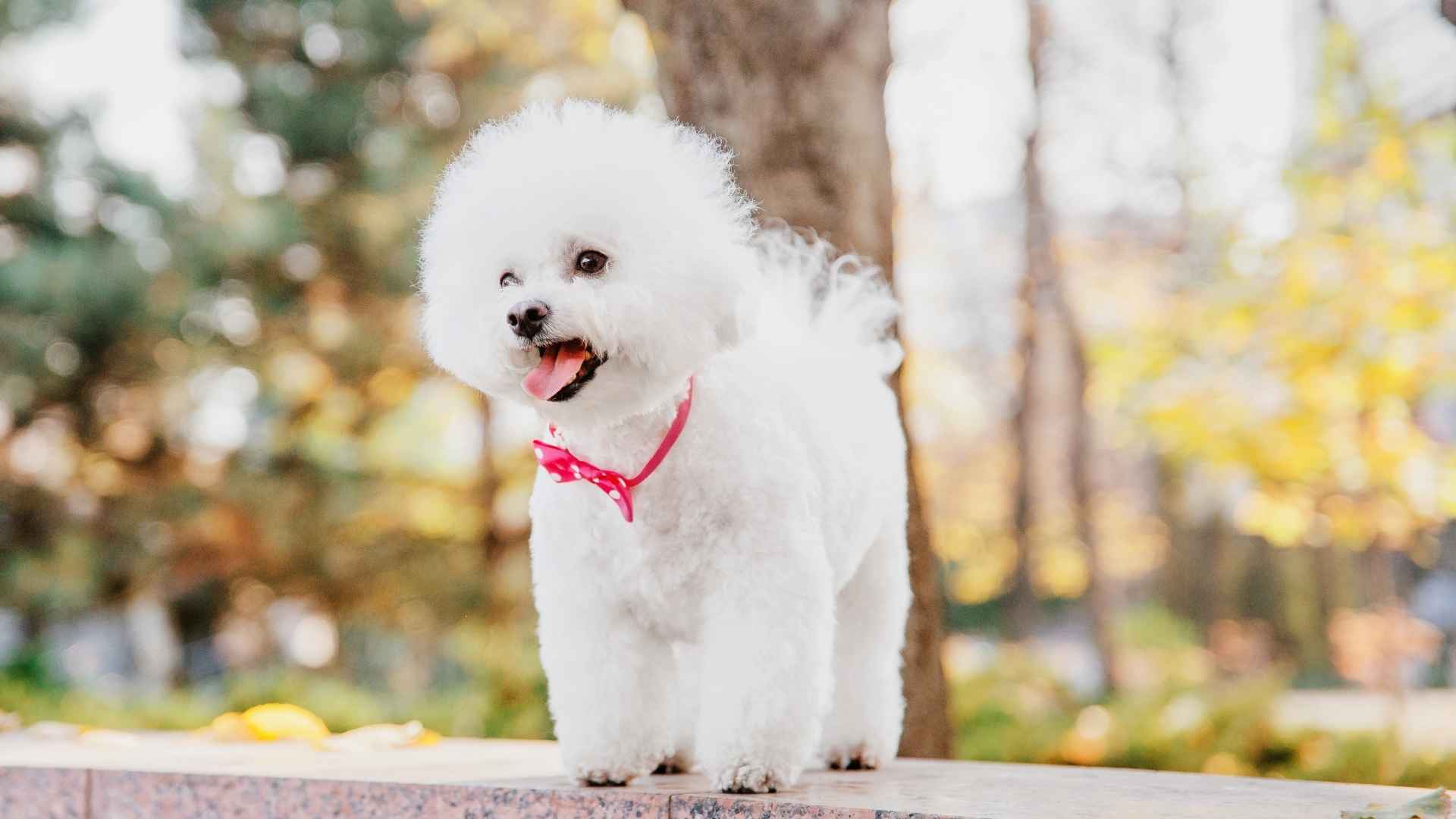 9 Small Dog Breeds With Giant Personalities