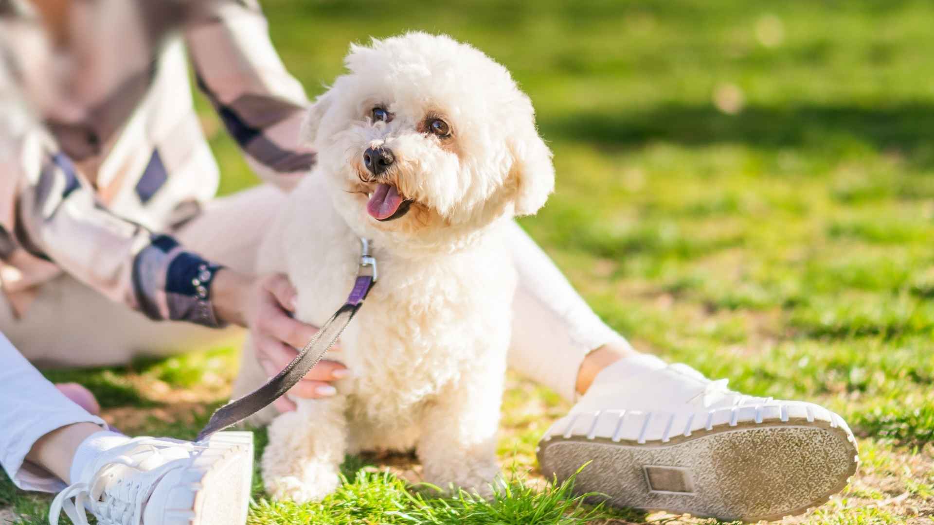 9 Sweetest Affectionate Dog Breeds to Cherish Forever