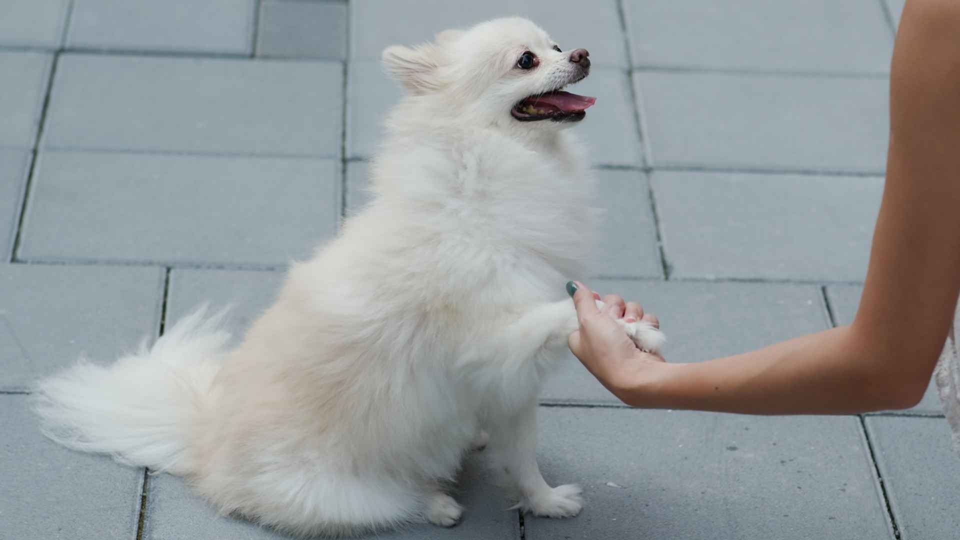 9 Toy Dog Breeds Known For Their Loyal Nature