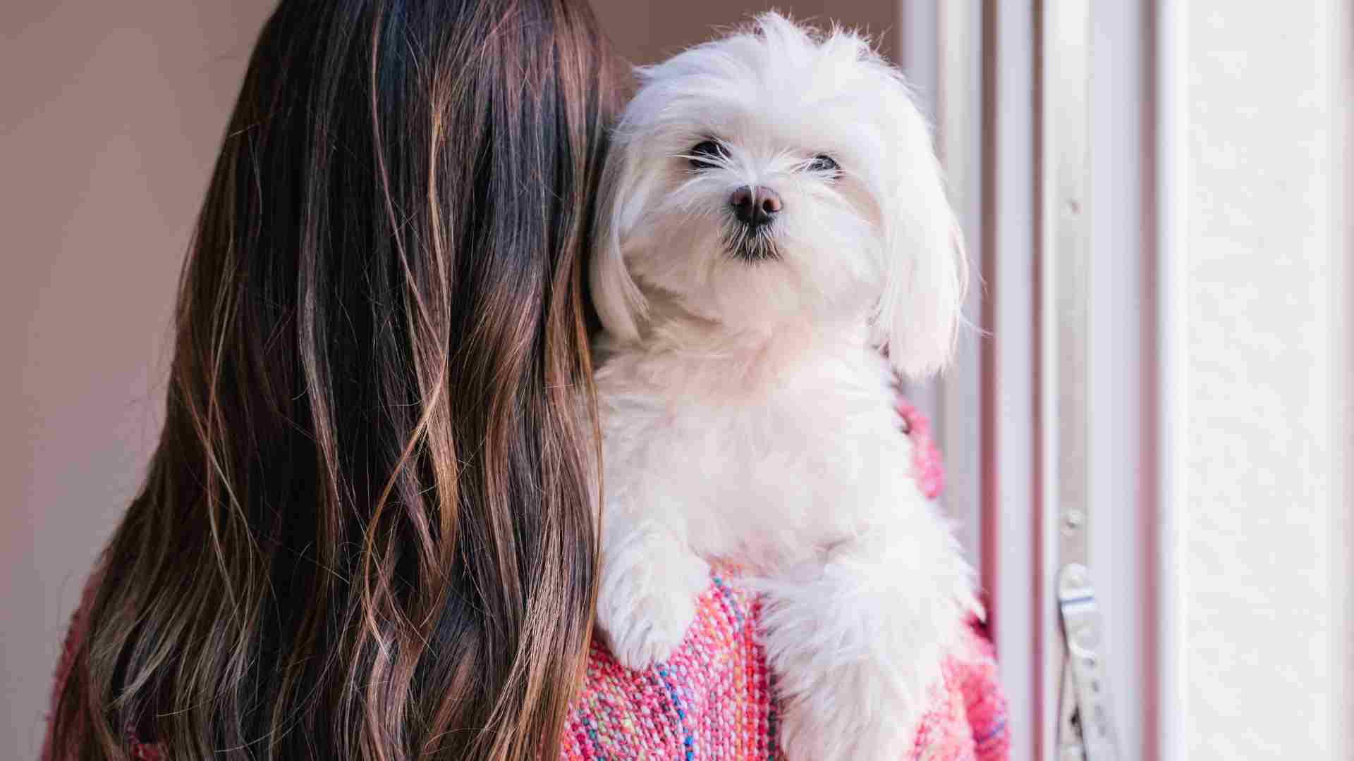 9 Toy Dog Breeds With The Strongest Bonds With Their Owners
