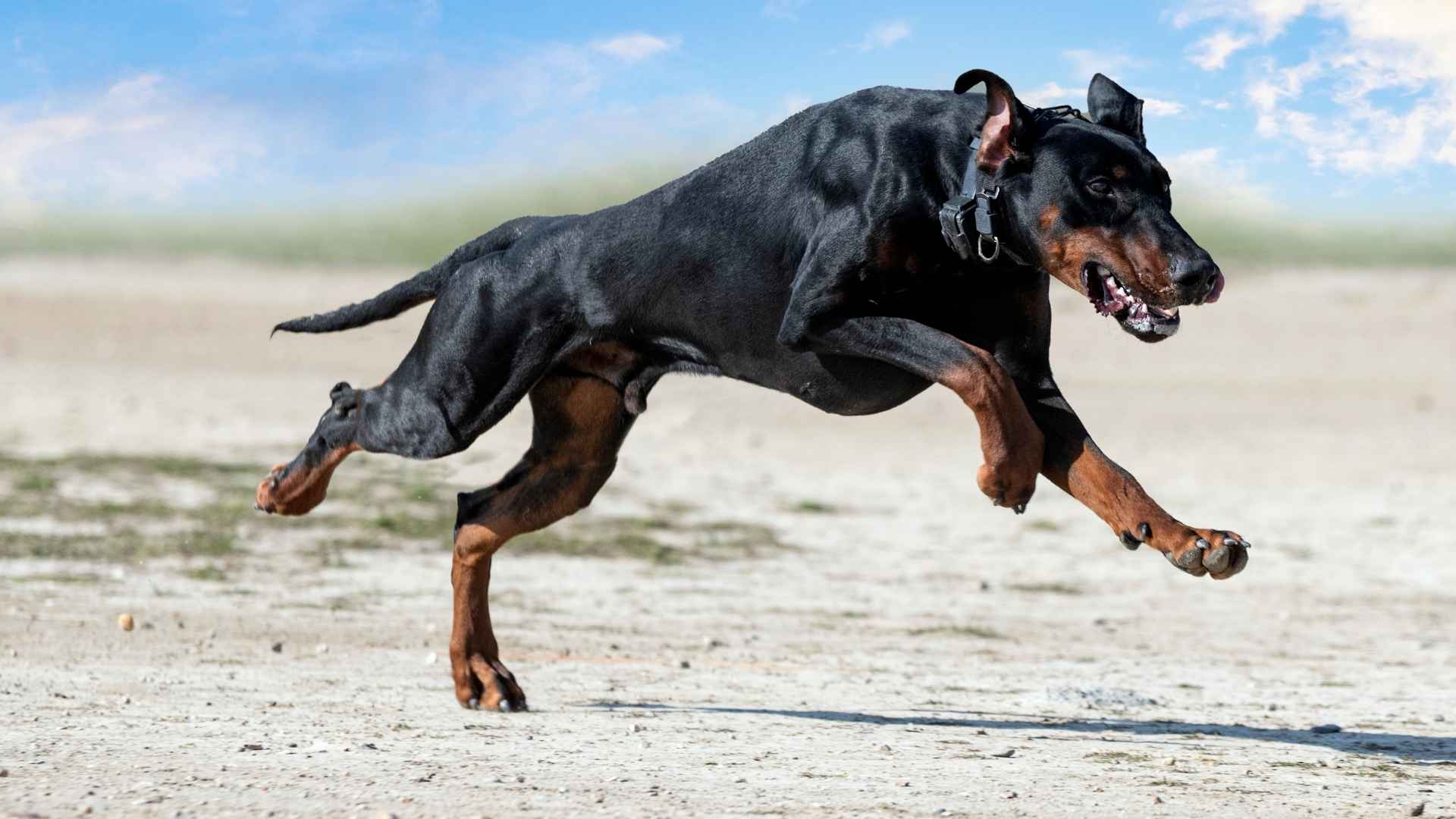 9 Ultimate Brave Dog Breeds You Won’t Forget