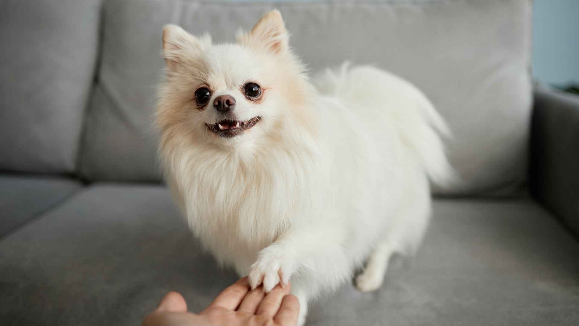 9 Ultimate Loyal Dog Breeds That Will Not Let Go