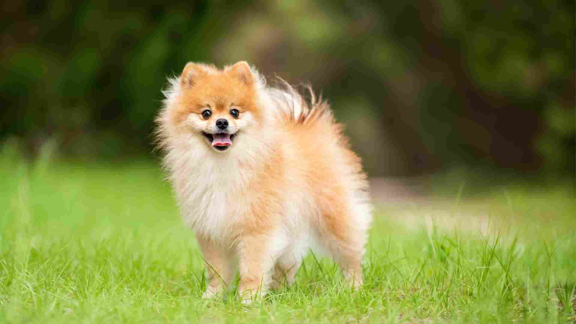 9 Ultimate Tiny Dog Breeds That Won't Get Too Big and Stay Adorable Forever