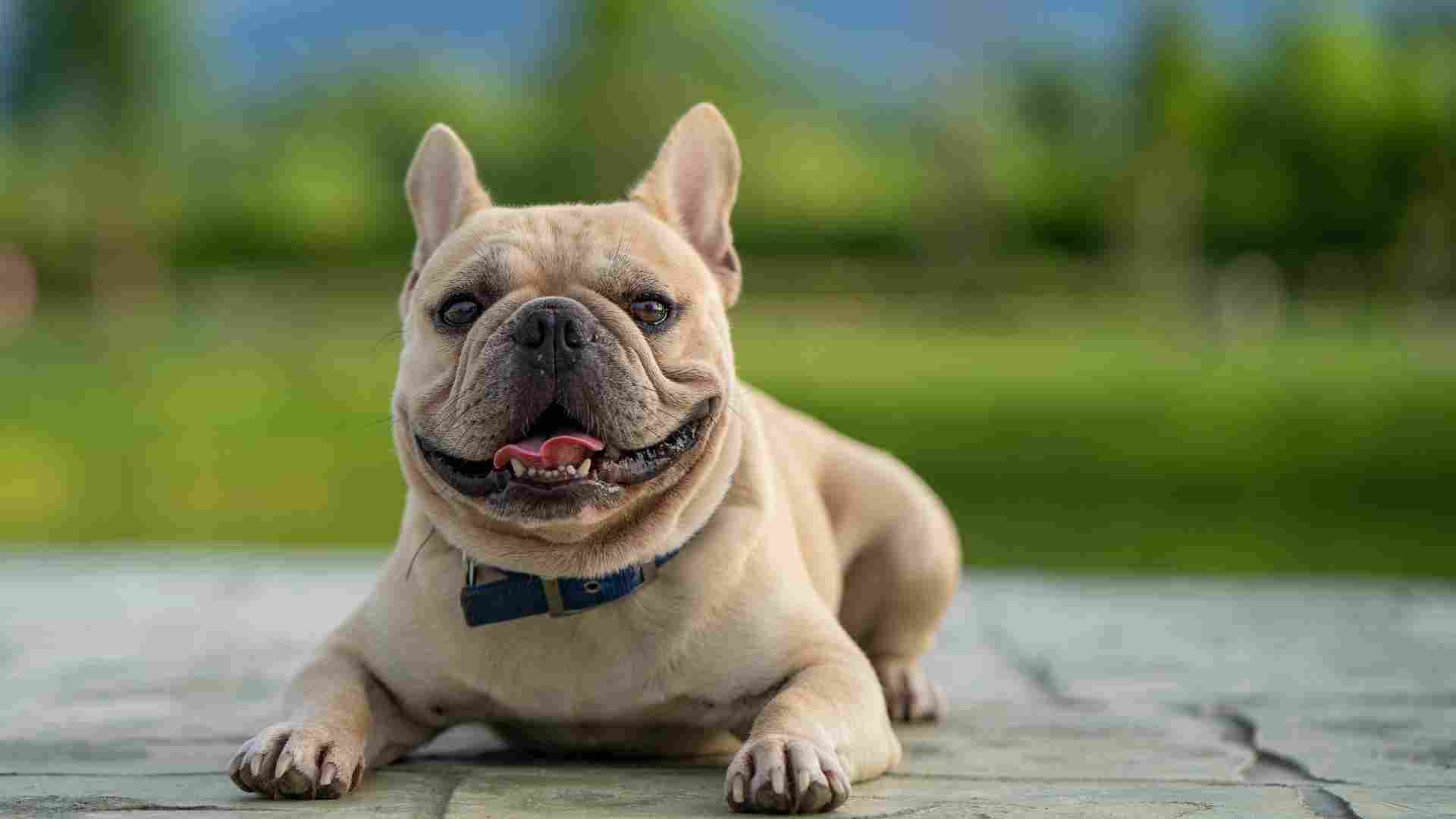 9 Unhealthy Dog Breeds You'll Regret Owning