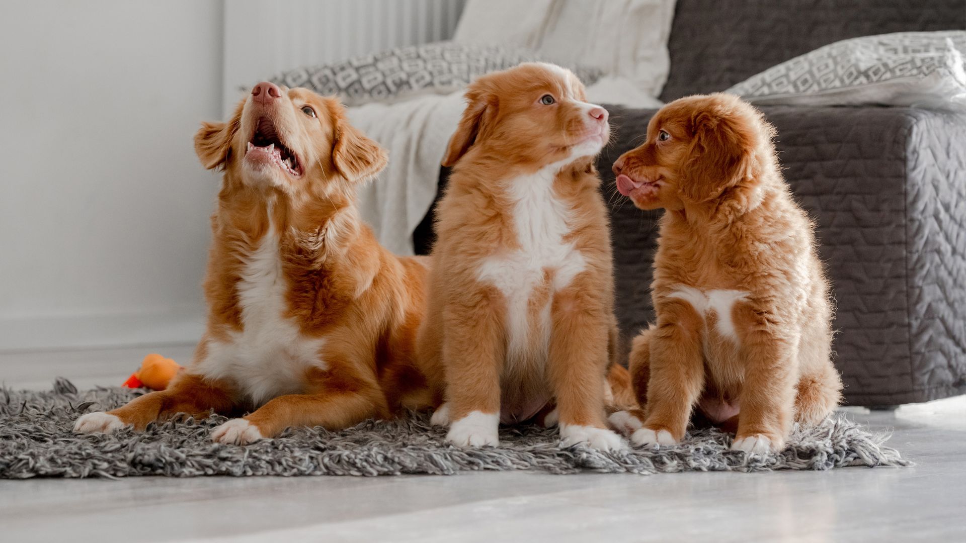 Adorable Dog Breeds That Thrive Indoors