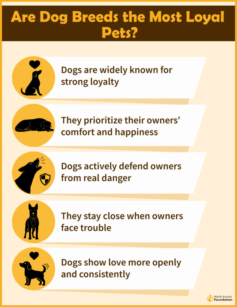 Are Dog Breeds the Most Loyal Pets-01