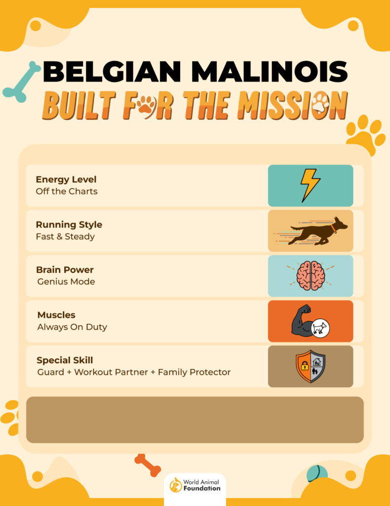 Belgian Malinois Built For The Mission-01