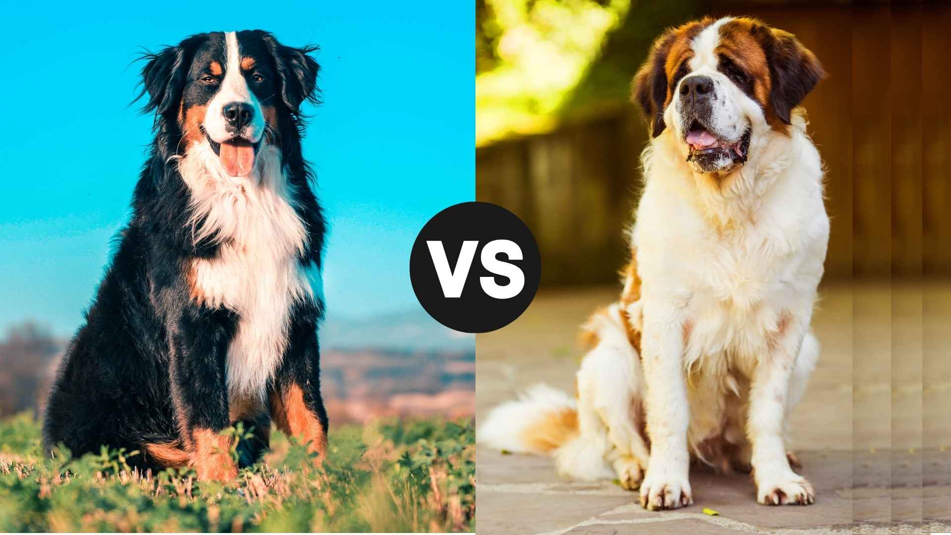 Bernese Mountain Dog vs. Saint Bernard: Which Is Gentler for Families?