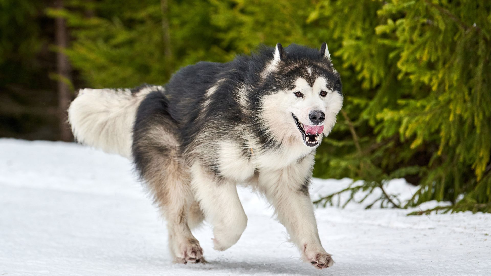 Best Coolest Dog Breeds Ever Seen