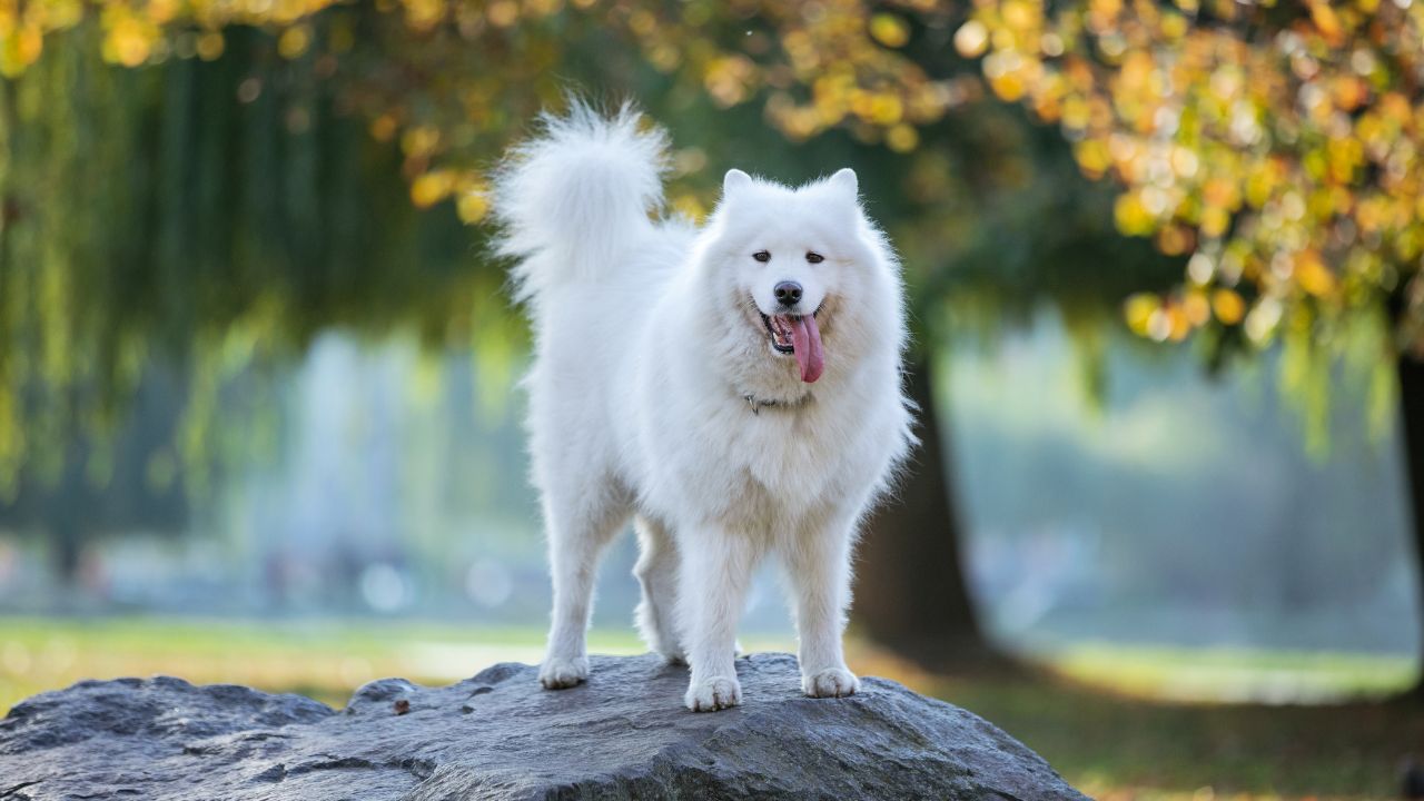 Best Coolest Dog Breeds You'll Love at First Sight