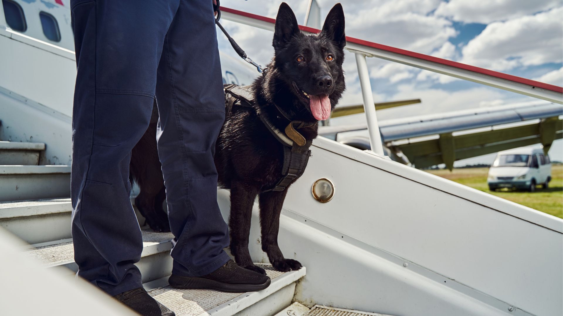 Best Dog Breeds For Celebrity Security