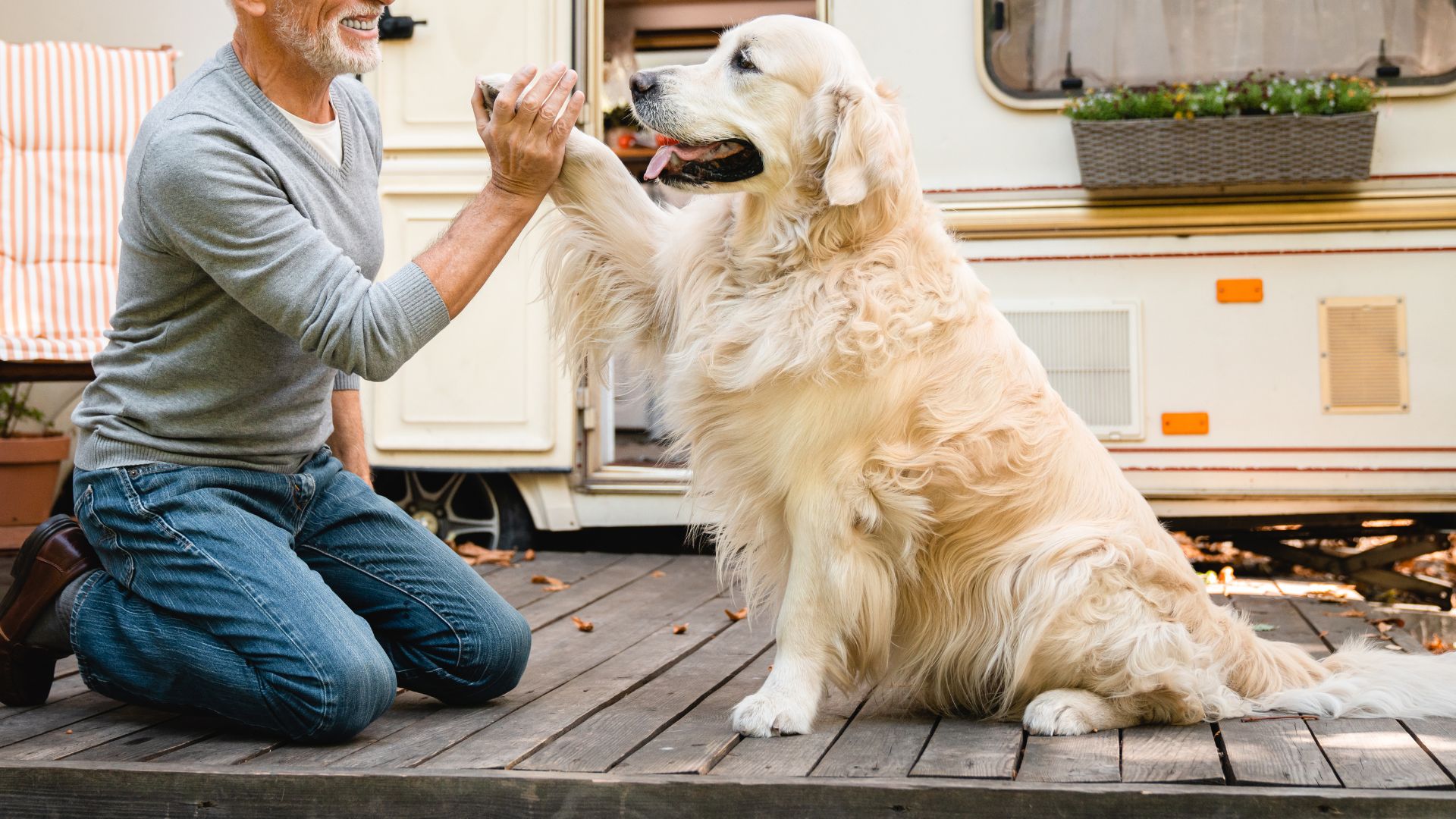 Best Dog Breeds For Retirees Ready to Welcome a New Companion