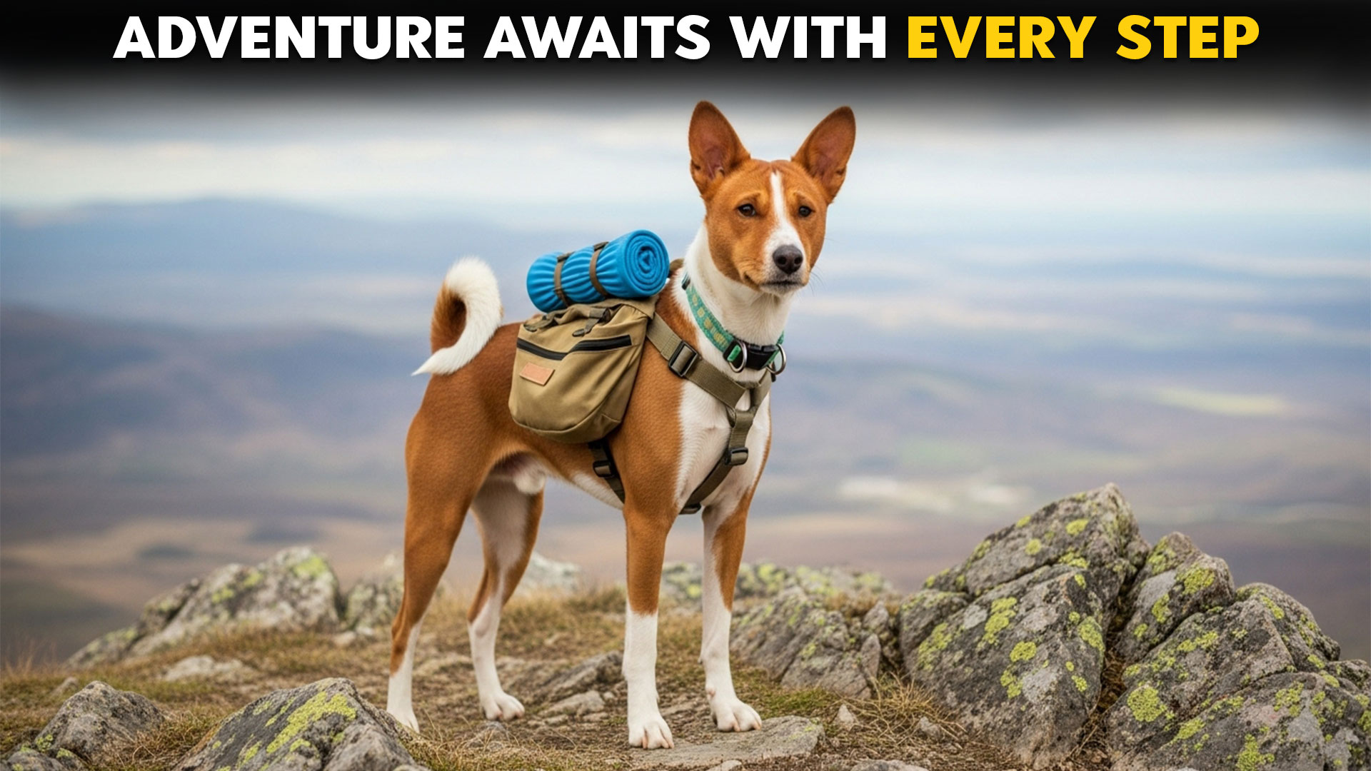 Best-Dog-Breeds-Known-for-Their-Solo-Adventures-Await-You