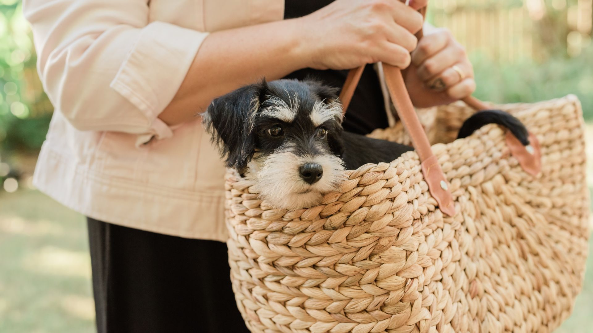 Best Small Dog Breeds To Carry In Your Handbag