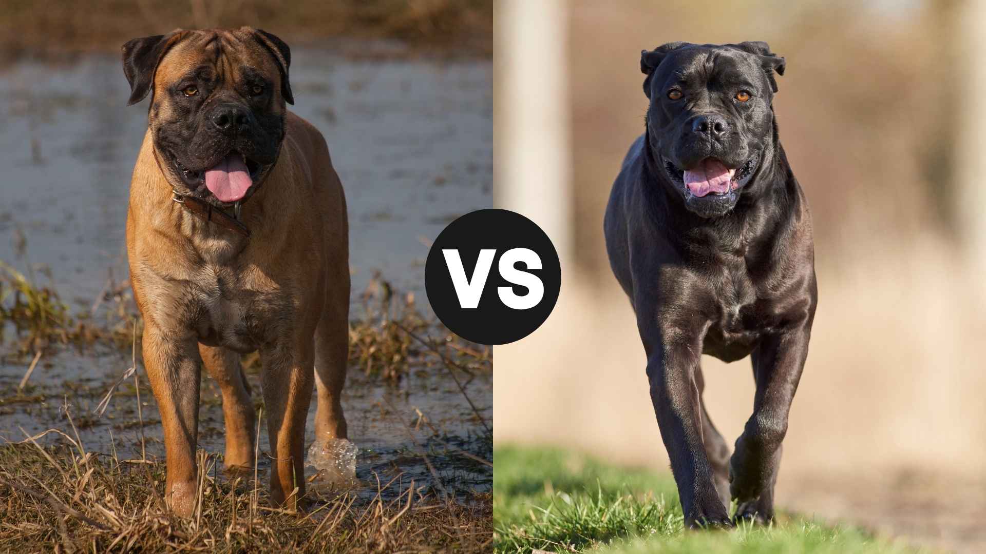 Boerboel vs. Cane Corso: Which Is More Family-Friendly?
