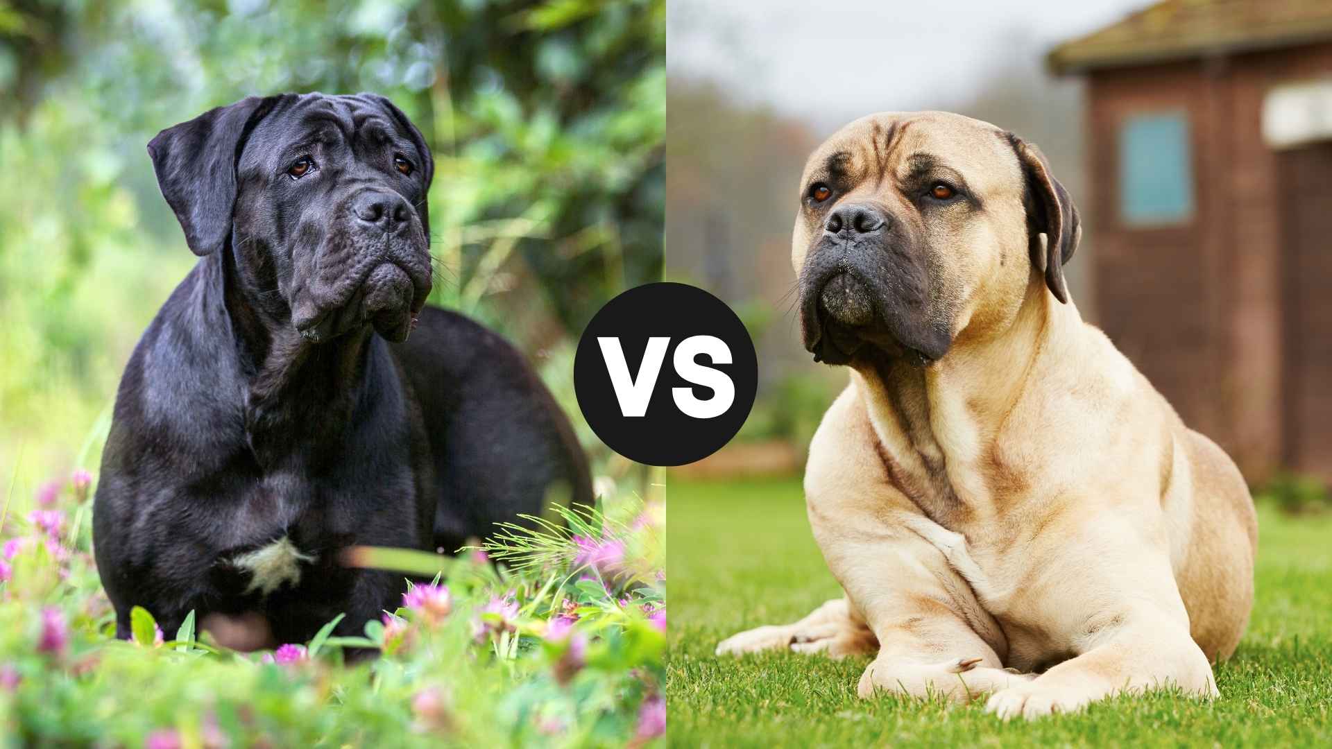 Cane Corso vs. Bullmastiff: Which Protects Better?