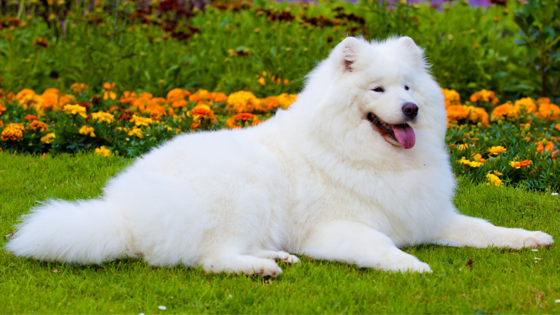 Coolest Dog Breeds Setting Examples