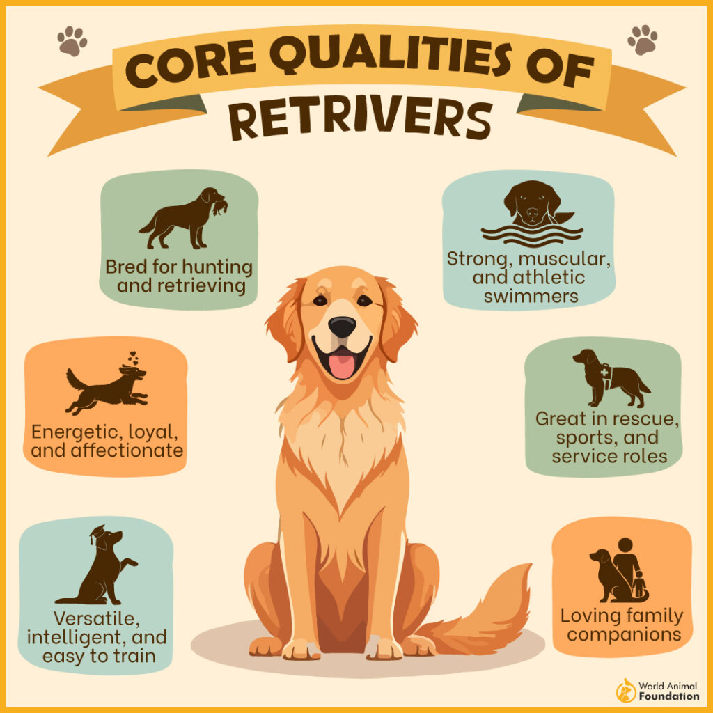 core qualities of retriever