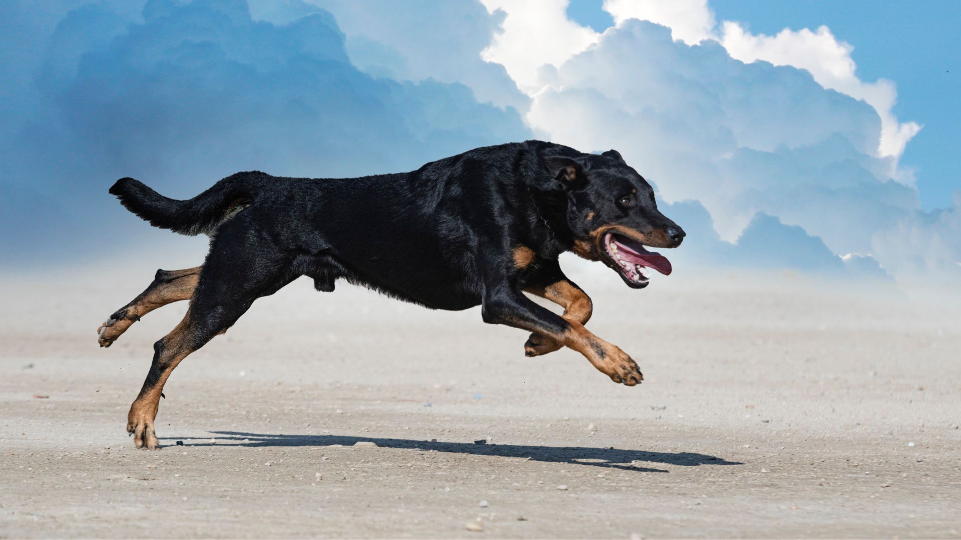 Dangerous Dog Breeds to Research Before You Commit