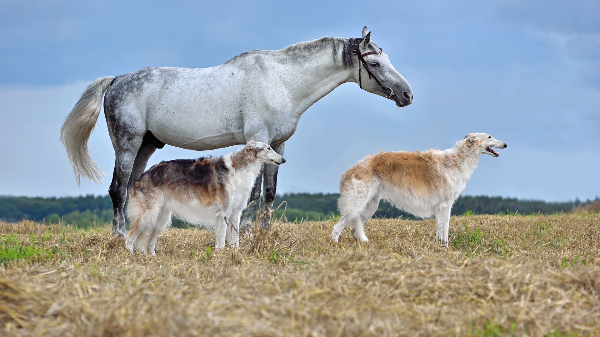 Dog Breeds That Guard Horses From Predators