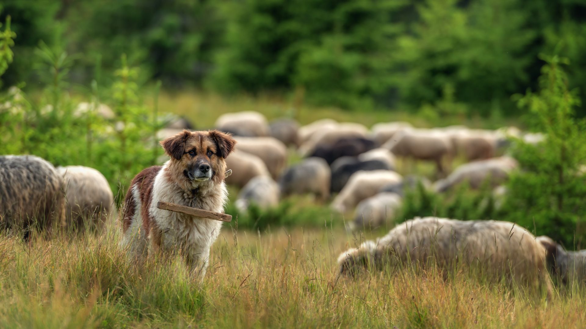 Dog Breeds That Guard Livestock From Small Predators